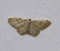 Idaea deversaria