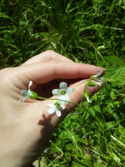 Cerastium pauciflorum