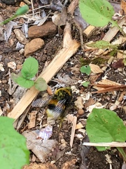 Bombus terrestris