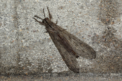 Centroclisis distincta