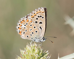 Polyommatus bellargus