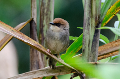 Cisticola chubbi