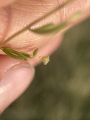 Cleomella parviflora