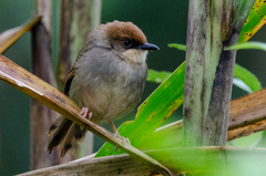 Cisticola chubbi
