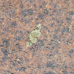 Gymnoscelis callichlora