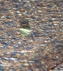 Gymnoscelis callichlora