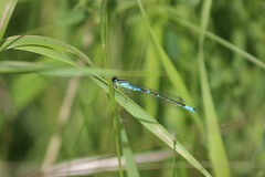 Coenagrion lunulatum