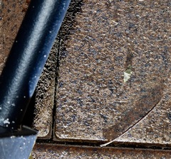 Gymnoscelis callichlora