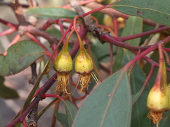 Eucalyptus tricarpa