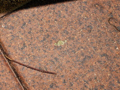 Gymnoscelis callichlora