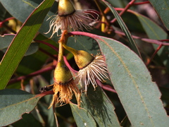 Eucalyptus tricarpa