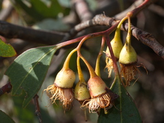 Eucalyptus tricarpa