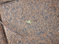 Gymnoscelis callichlora