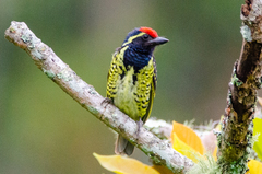 Buccanodon duchaillui