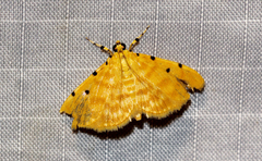Notarcha obrinusalis