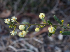 Acacia aspera