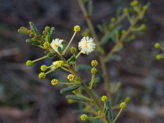 Acacia aspera