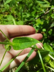 Cerastium pauciflorum
