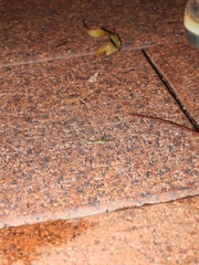 Gymnoscelis callichlora