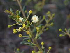 Acacia aspera