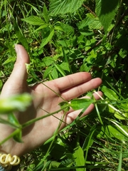Cerastium pauciflorum