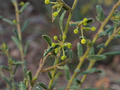 Acacia aspera