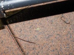 Gymnoscelis callichlora