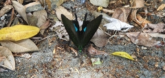 Papilio hermosanus