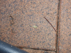 Gymnoscelis callichlora