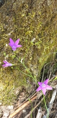 Campanula patula