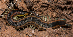 Scolopendra laeta
