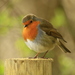 European Robin - Photo (c) Andrew Thompson, some rights reserved (CC BY-NC)