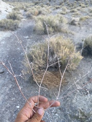 Eriogonum nummulare
