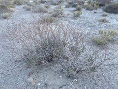 Eriogonum nummulare