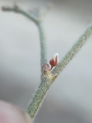 Eriogonum nummulare