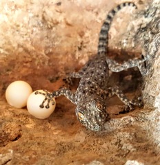 Ptyodactylus puiseuxi