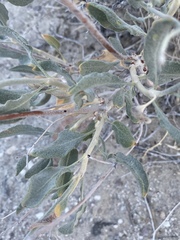 Eriogonum nummulare