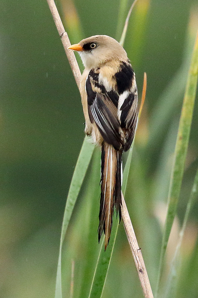 Foto de Bearded Reedling