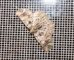 Aeolochroma rhodochlora