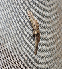 Aeolochroma rhodochlora