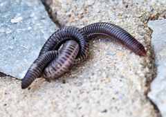 Blanus strauchi strauchi