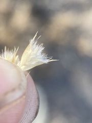 Blepharidachne kingii