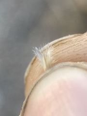 Blepharidachne kingii