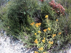 Pentanema germanicum