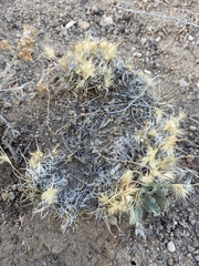 Blepharidachne kingii