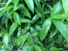 Dracaena surculosa