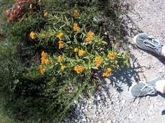 Pentanema germanicum