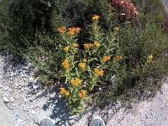 Pentanema germanicum