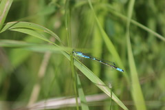 Coenagrion lunulatum