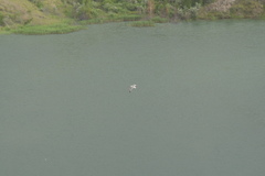 Larus fuscus barabensis